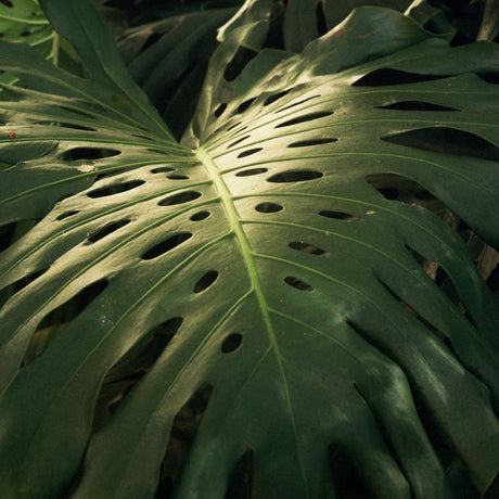 Monstera (Gatenplant)