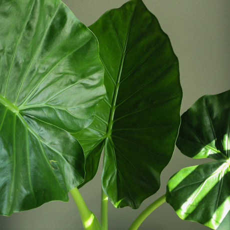 Alocasia (Olifantsoor)