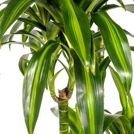 Dracaena (Drakenbloedboom)