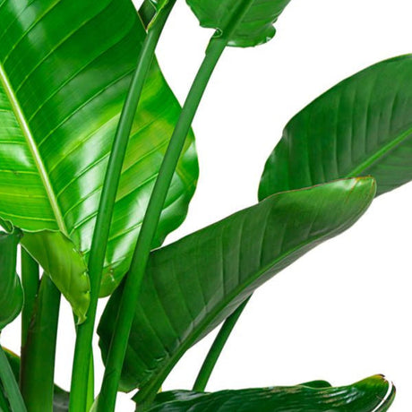 Strelitzia (Paradijsvogel)