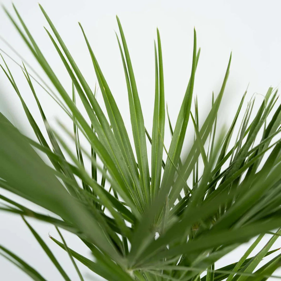 Chamaerops Humilis struik ↕ 150 cm hoog ⟷ 30 cm