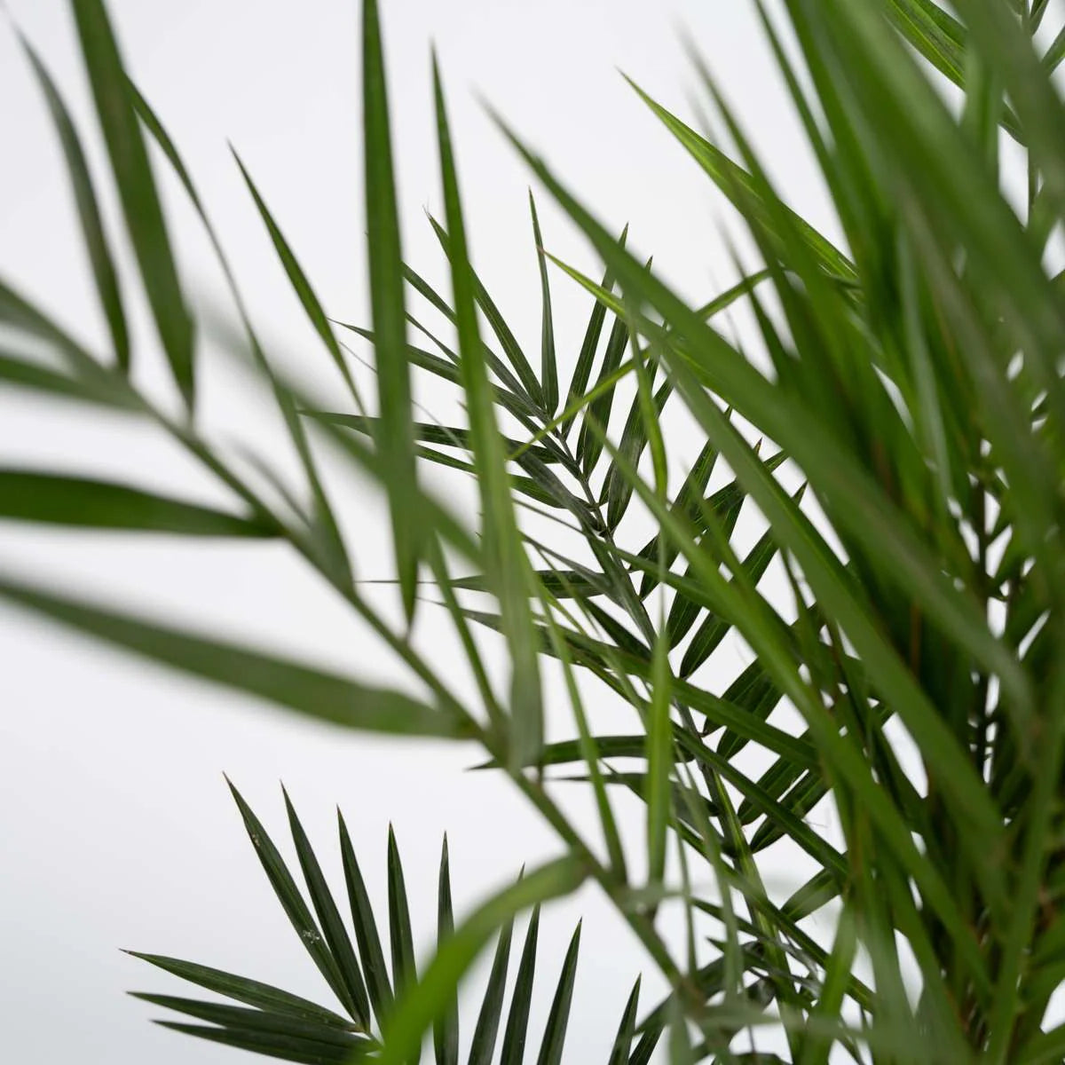 Phoenix Canariensis  ↕ 180 cm hoog  ⟷ 24 cm pot