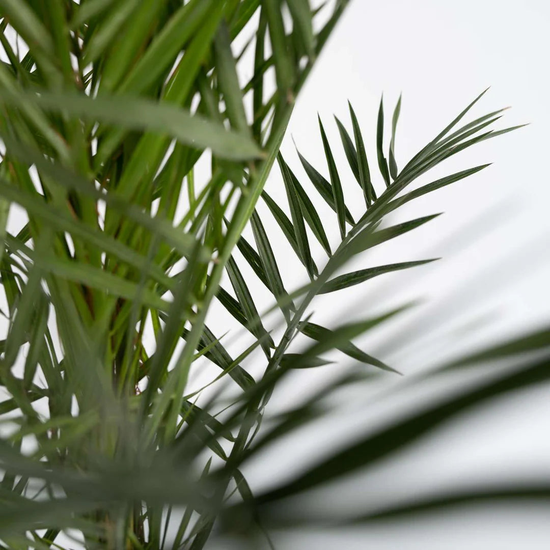 Phoenix Canariensis  ↕ 180 cm hoog  ⟷ 24 cm pot