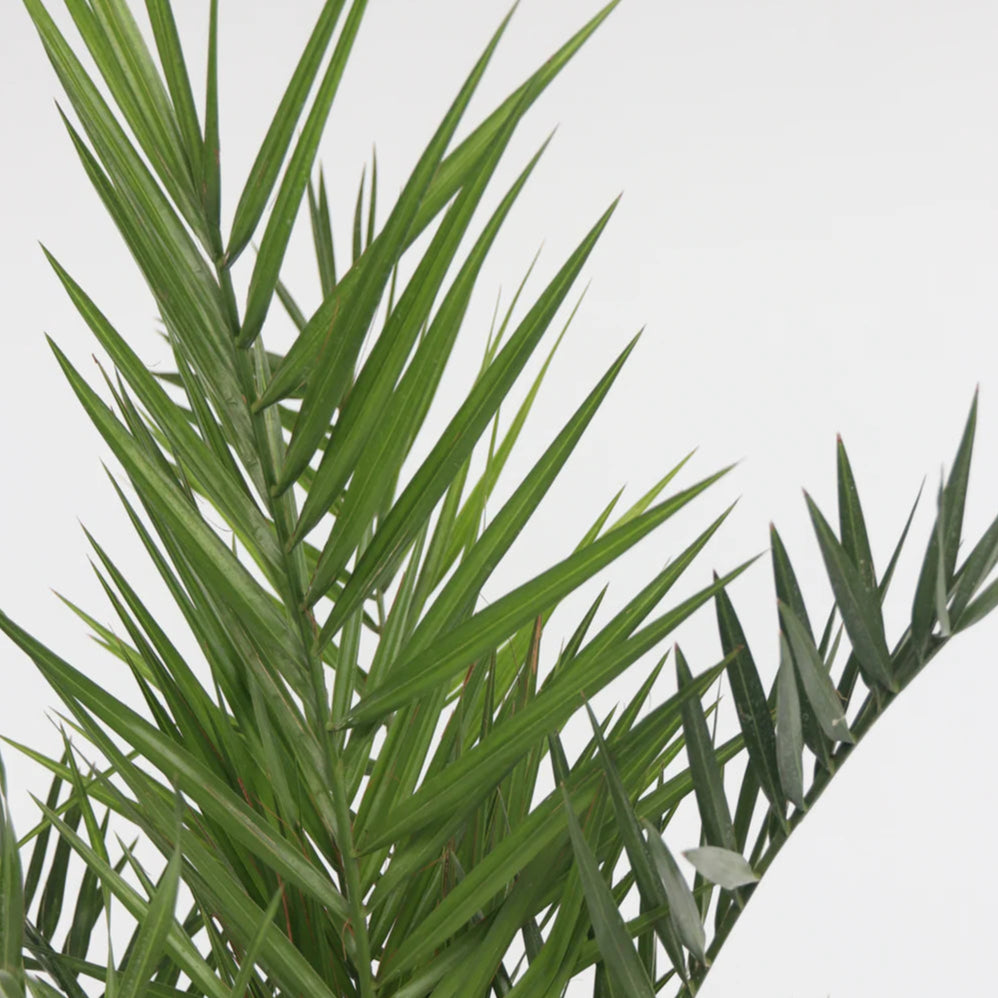 Phoenix Canariensis  ↕ 180 cm hoog  ⟷ 24 cm pot