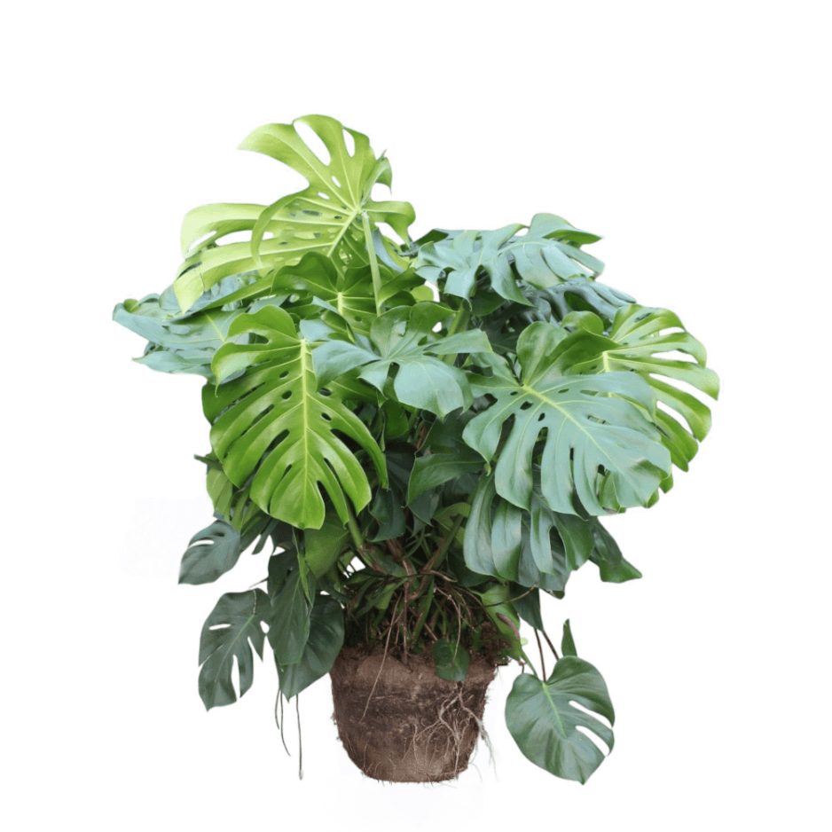 Monstera Deliciosa ↕ 130 cm hoog ⟷ 55 cm pot