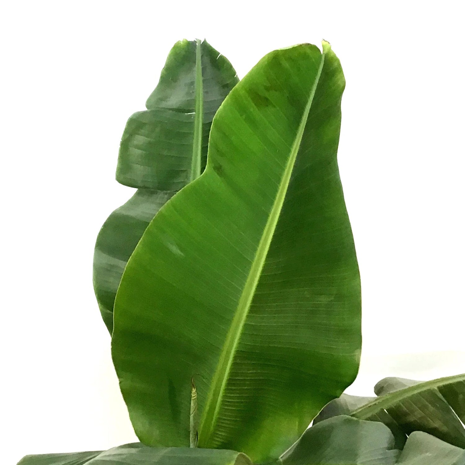 Musa ↕ 150 cm hoog  ⟷ 27 cm pot