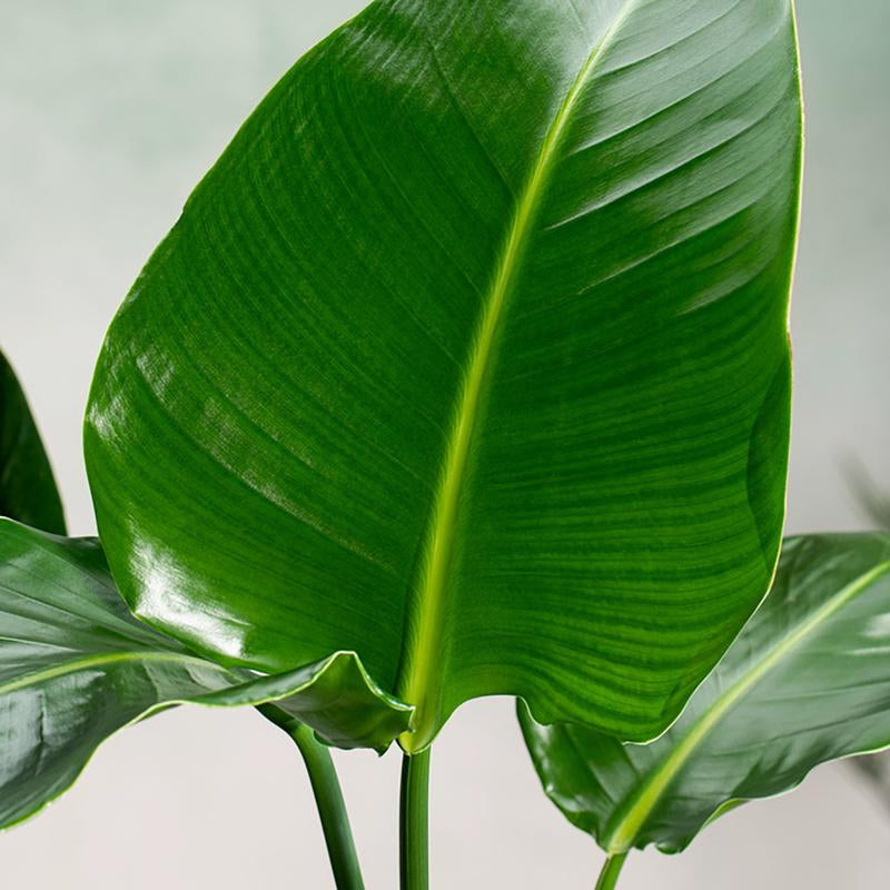 Strelitzia Nicolai ↕ 150 cm hoog  ⟷ 24 cm pot