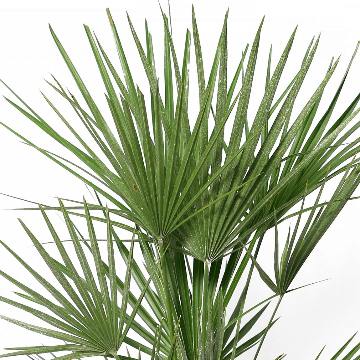 Chamaerops Humilis struik ↕ 150 cm hoog ⟷ 30 cm
