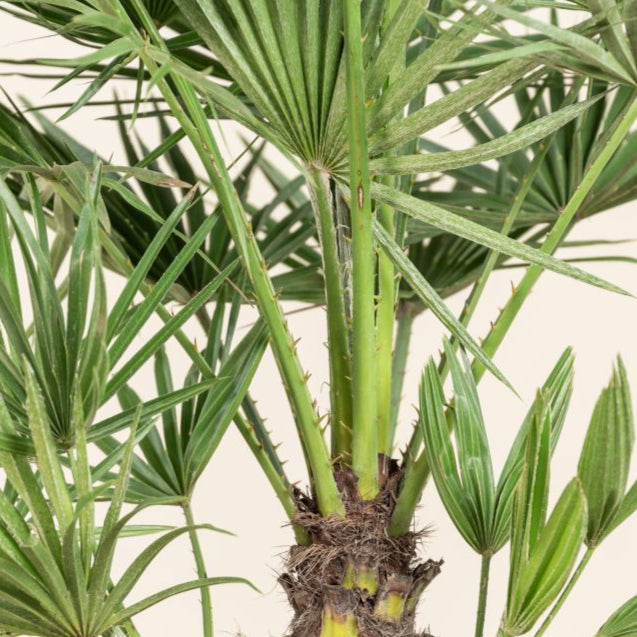 Chamaerops Humilis struik ↕ 150 cm hoog ⟷ 30 cm