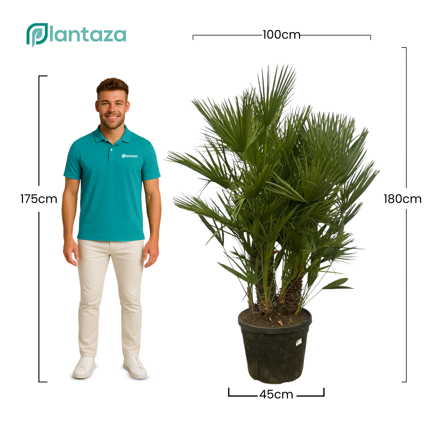 Chamaerops Humilis multi stam ↕ 180 cm hoog ⟷ 45 cm pot