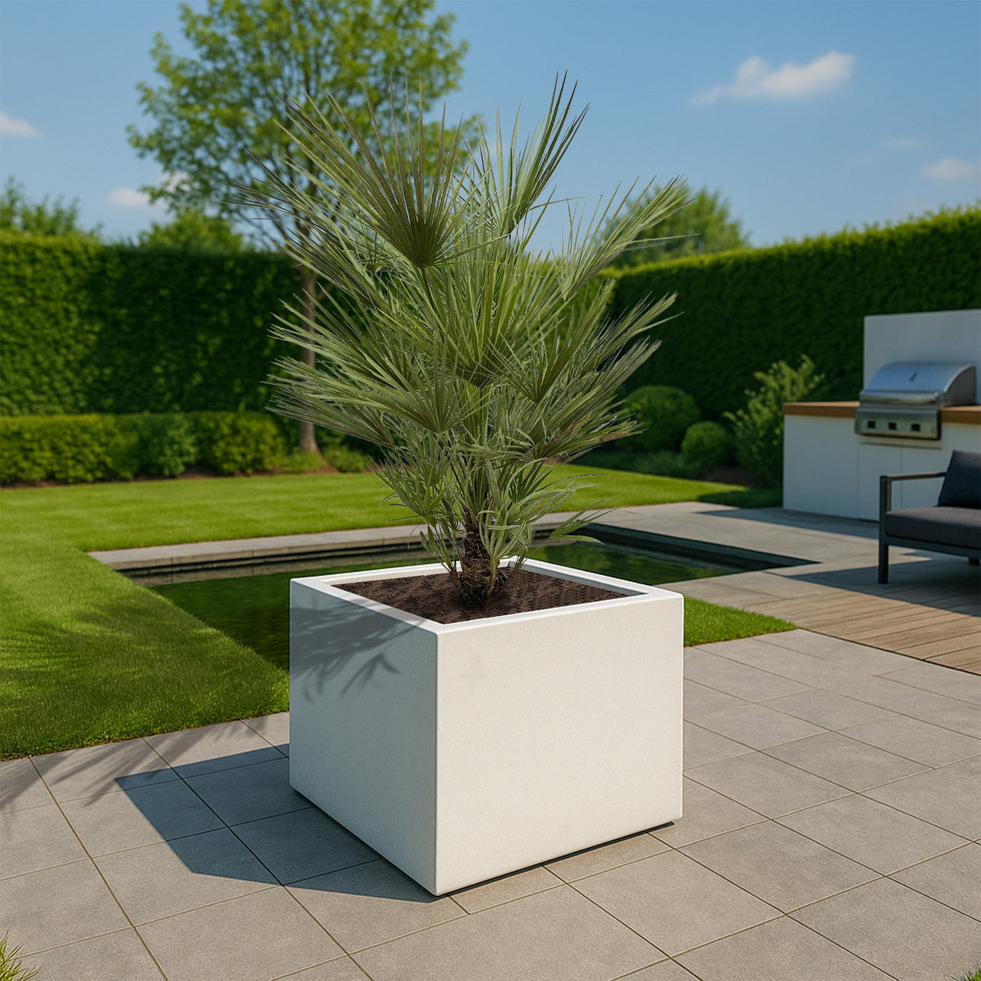 Chamaerops Humilis struik ↕ 150 cm hoog ⟷ 30 cm