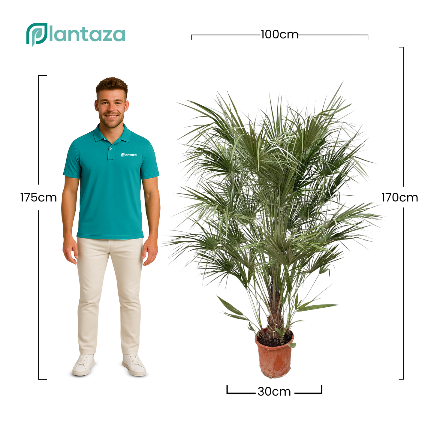 Chamaerops Humilis struik ↕ 170 cm hoog ⟷ 30 cm pot