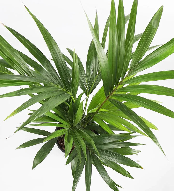 Luchtzuiverende Kentia palm met lange bladeren