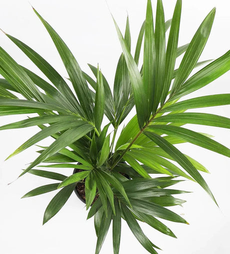 Luchtzuiverende Kentia palm met lange bladeren