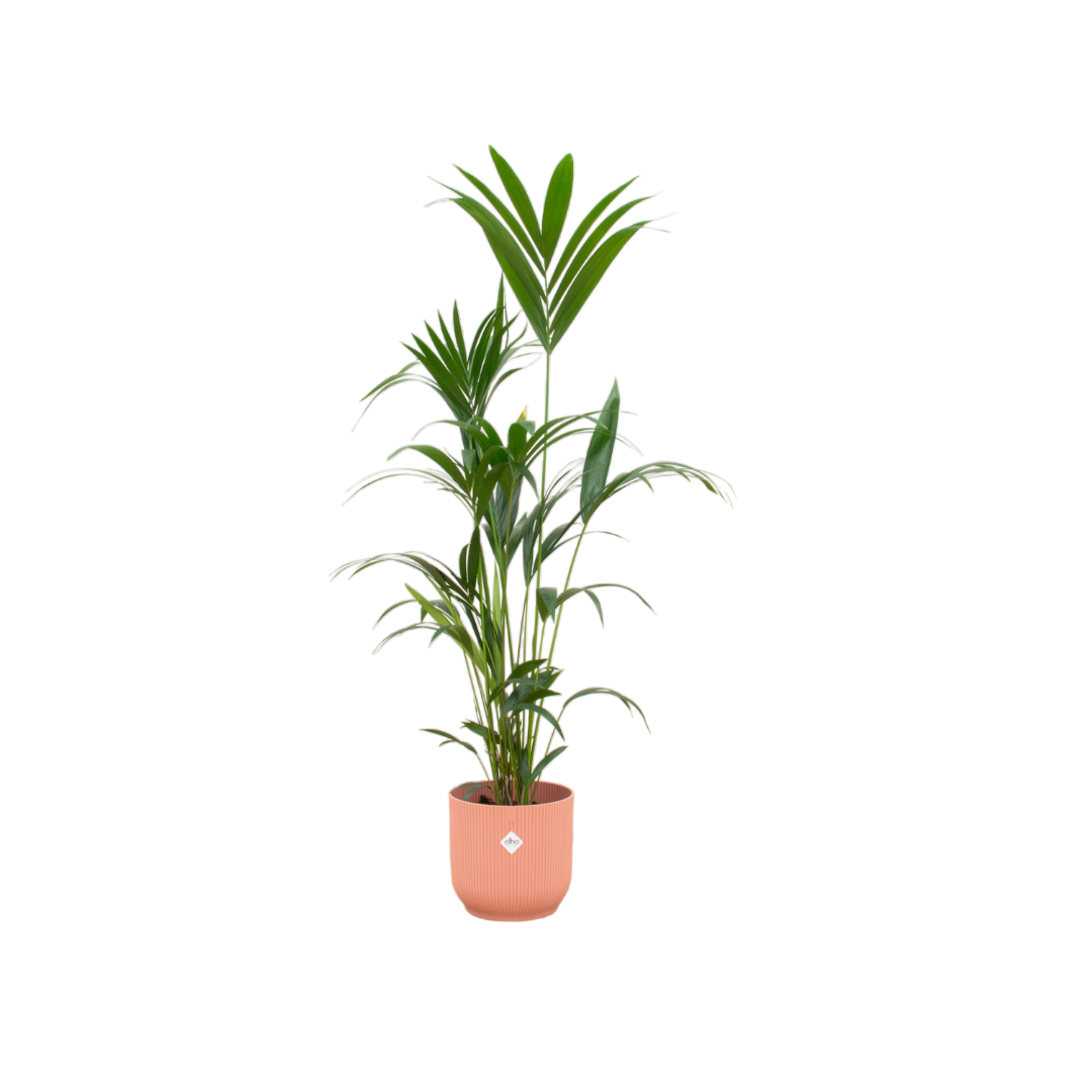 Kentia palm van 160 cm in roze Elho pot