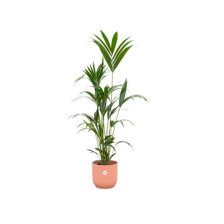 Kentia palm van 160 cm in roze Elho pot