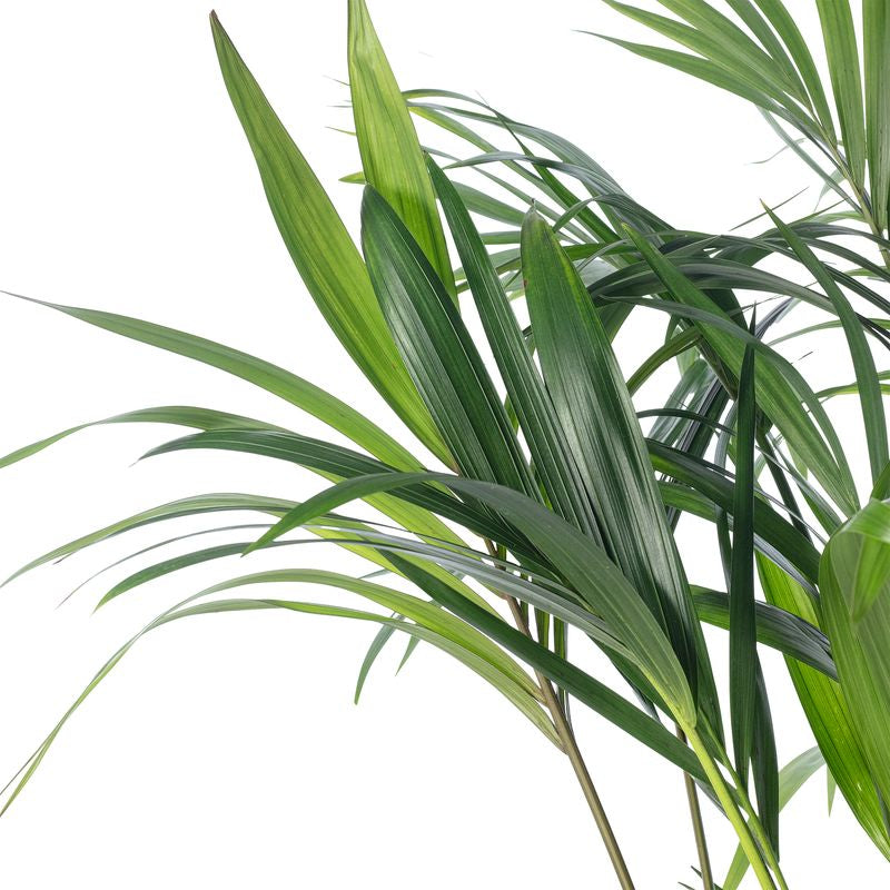 Grote Howea forsteriana in XL pot - Kentia Palm kamerplant
