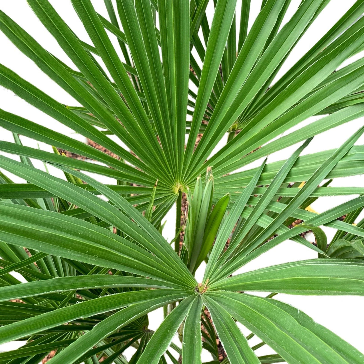 Trachycarpus Fortunei ↕ 180 cm hoog ⟷ 30 cm pot