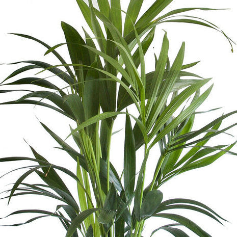 Grote Howea forsteriana in XL pot - Kentia Palm