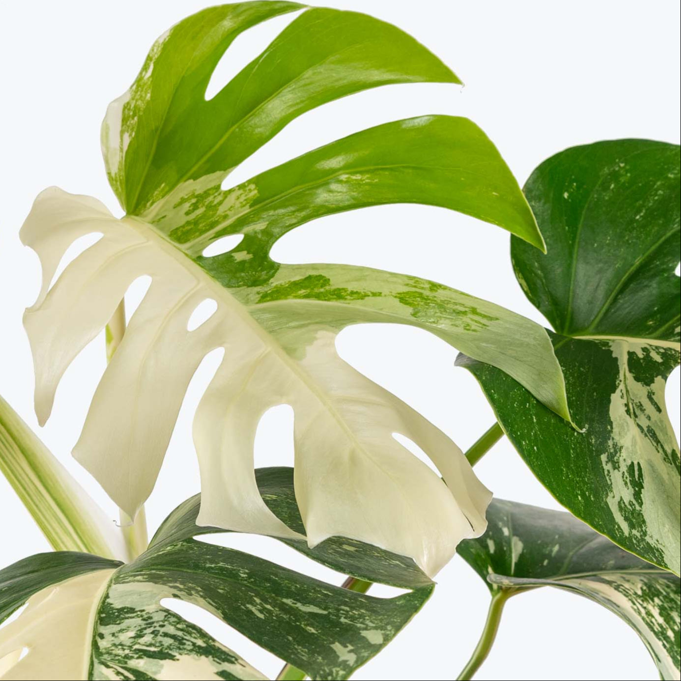 Monstera Deliciosa Variegata Super White ↕ 50 cm hoog ⟷ 15 cm pot