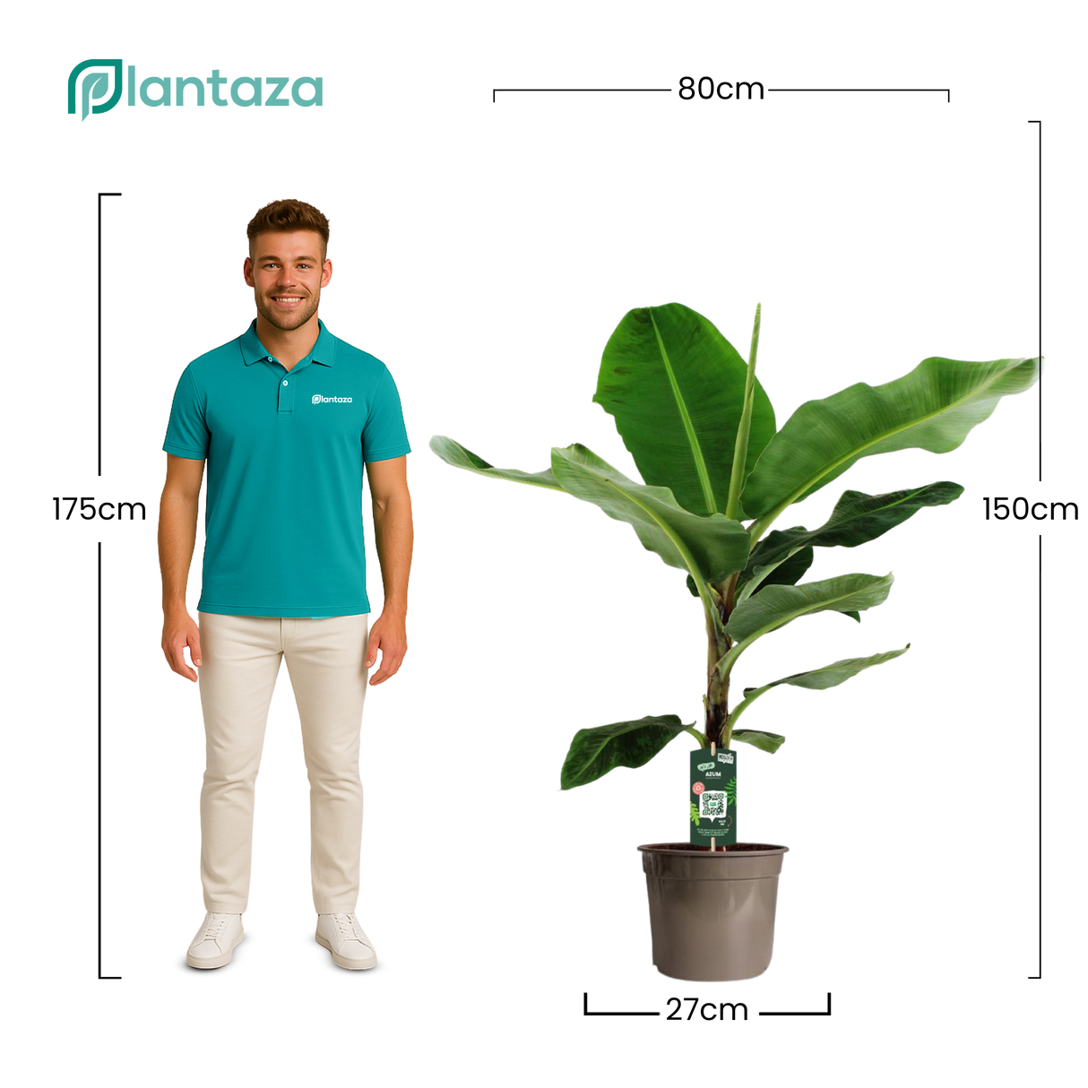 Musa ↕ 150 cm hoog  ⟷ 27 cm pot