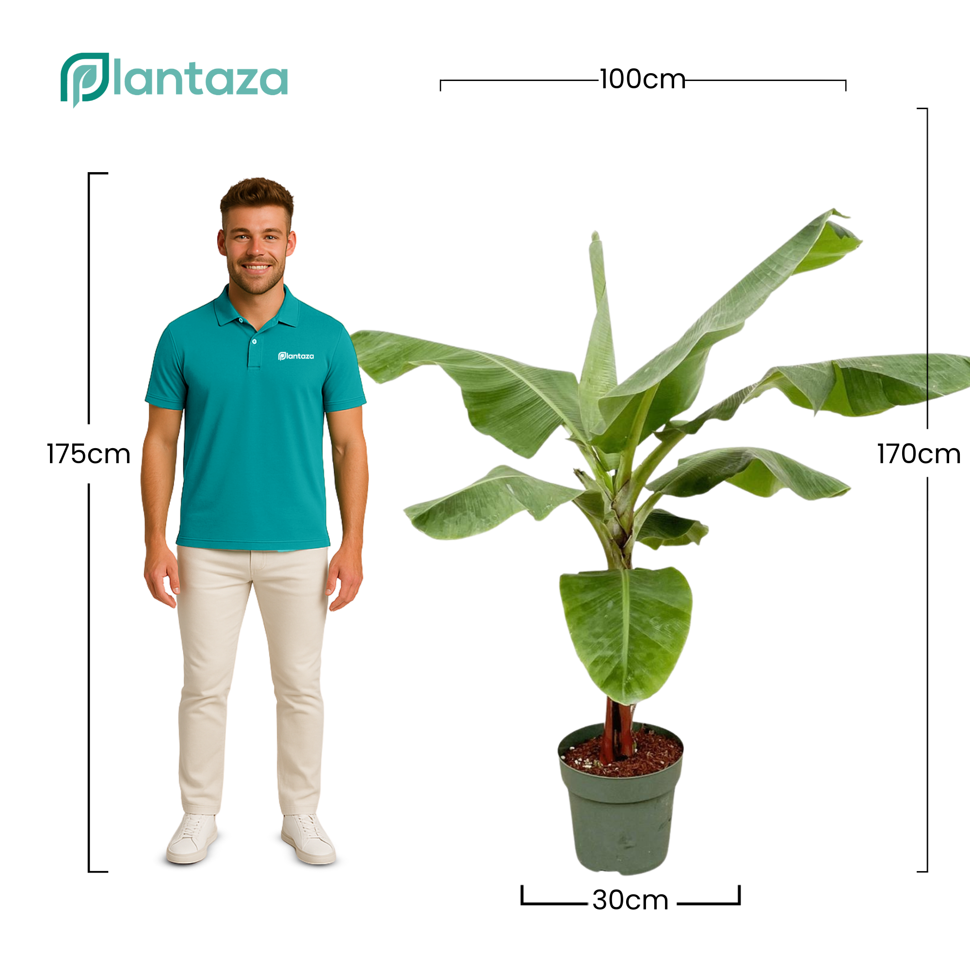 Musa ↕ 170 cm hoog  ⟷ 30 cm pot