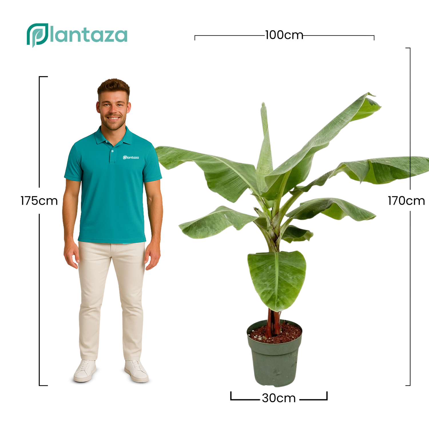 Musa ↕ 170 cm hoog  ⟷ 30 cm pot