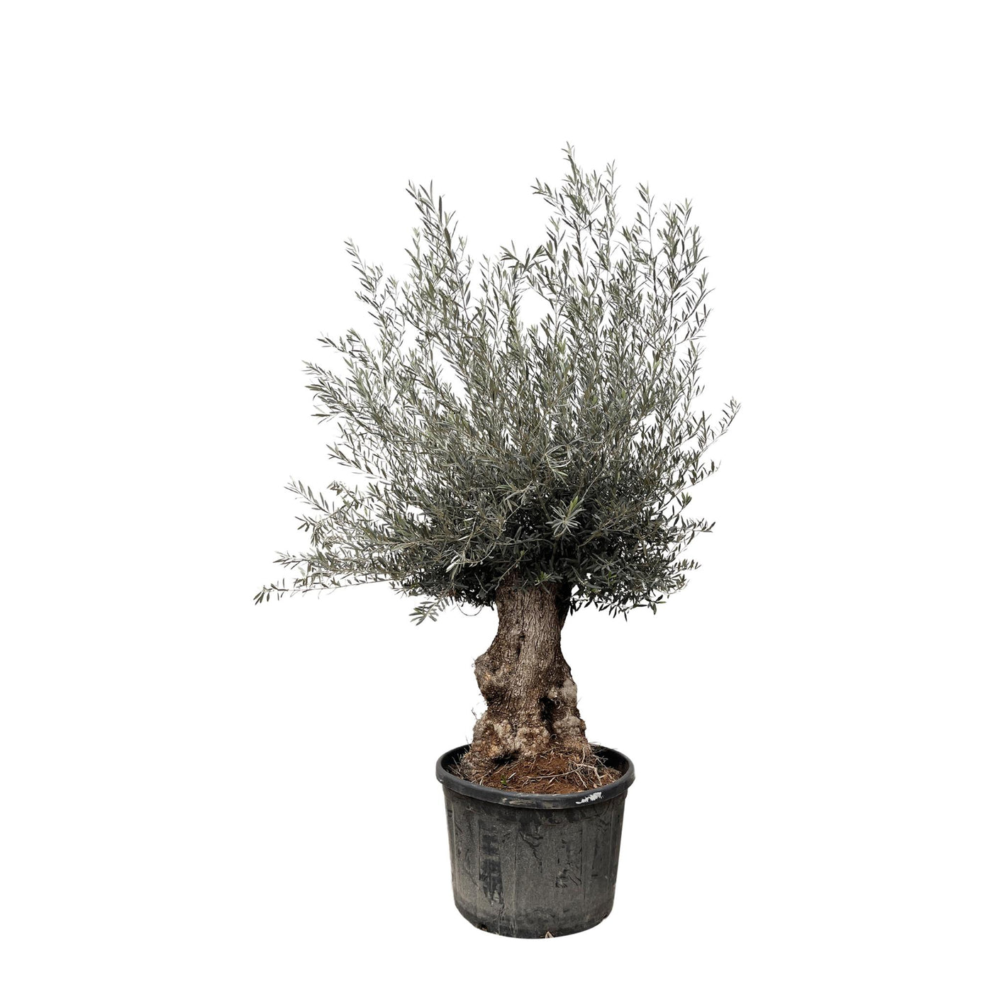 Olijfboom Olea Europaea Bonsai met hoogte van 215 cm, perfect voor tuin en terras.