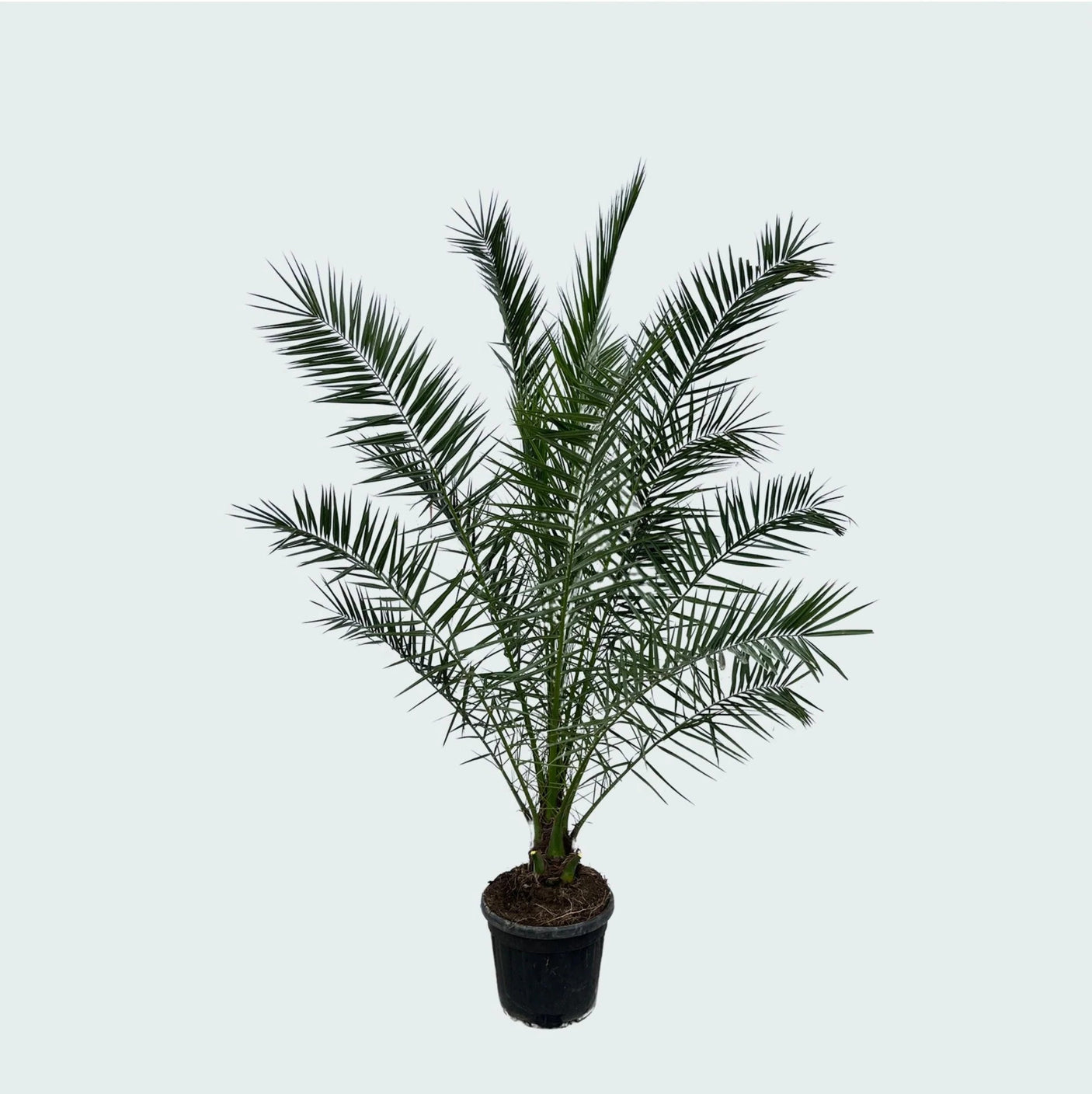 Phoenix Canariensis ↕ 300 cm hoog  ⟷ 40 cm pot