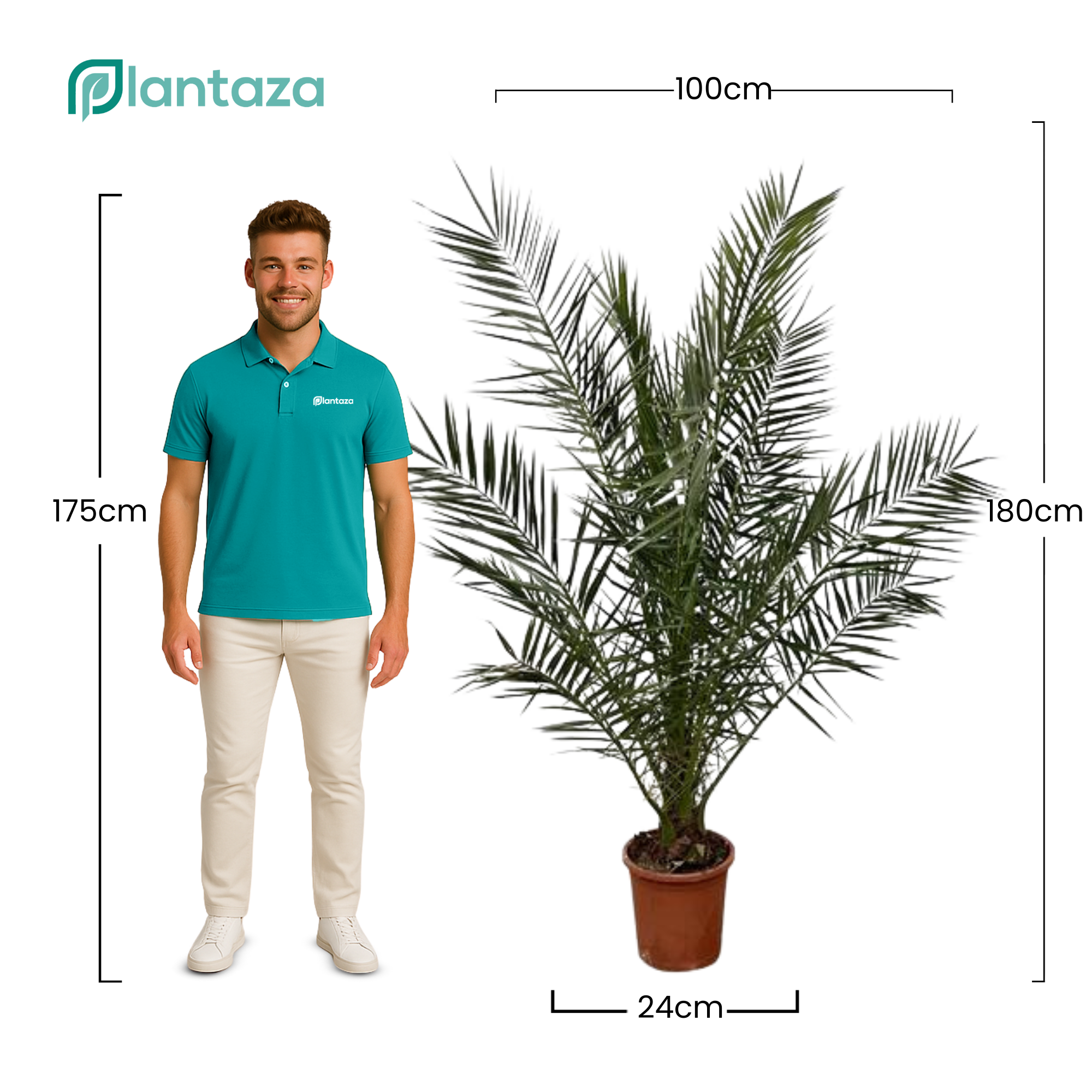 Phoenix Canariensis  ↕ 180 cm hoog  ⟷ 24 cm pot