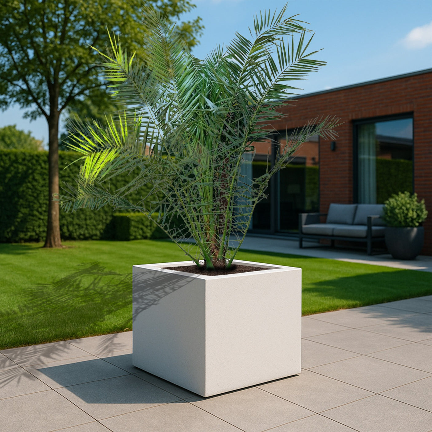 Phoenix Canariensis ↕ 300 cm hoog  ⟷ 40 cm pot