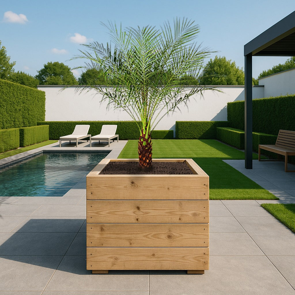 Phoenix Roebelenii ↕ 190 cm hoog ⟷ 40 cm pot