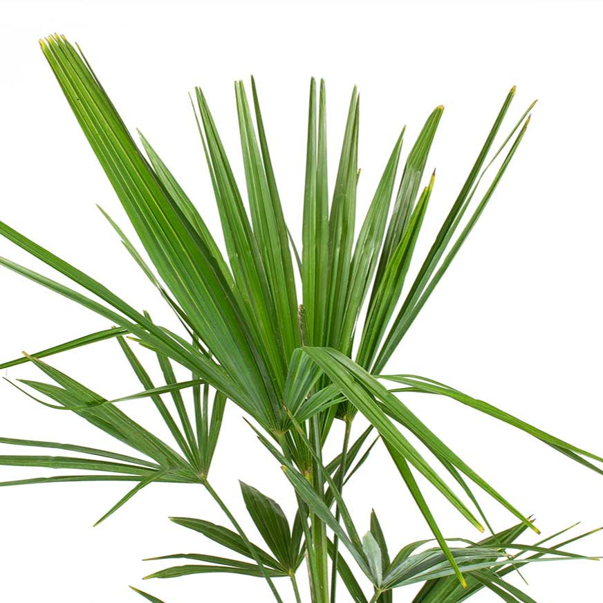 Trachycarpus Fortunei ↕ 180 cm hoog ⟷ 30 cm pot