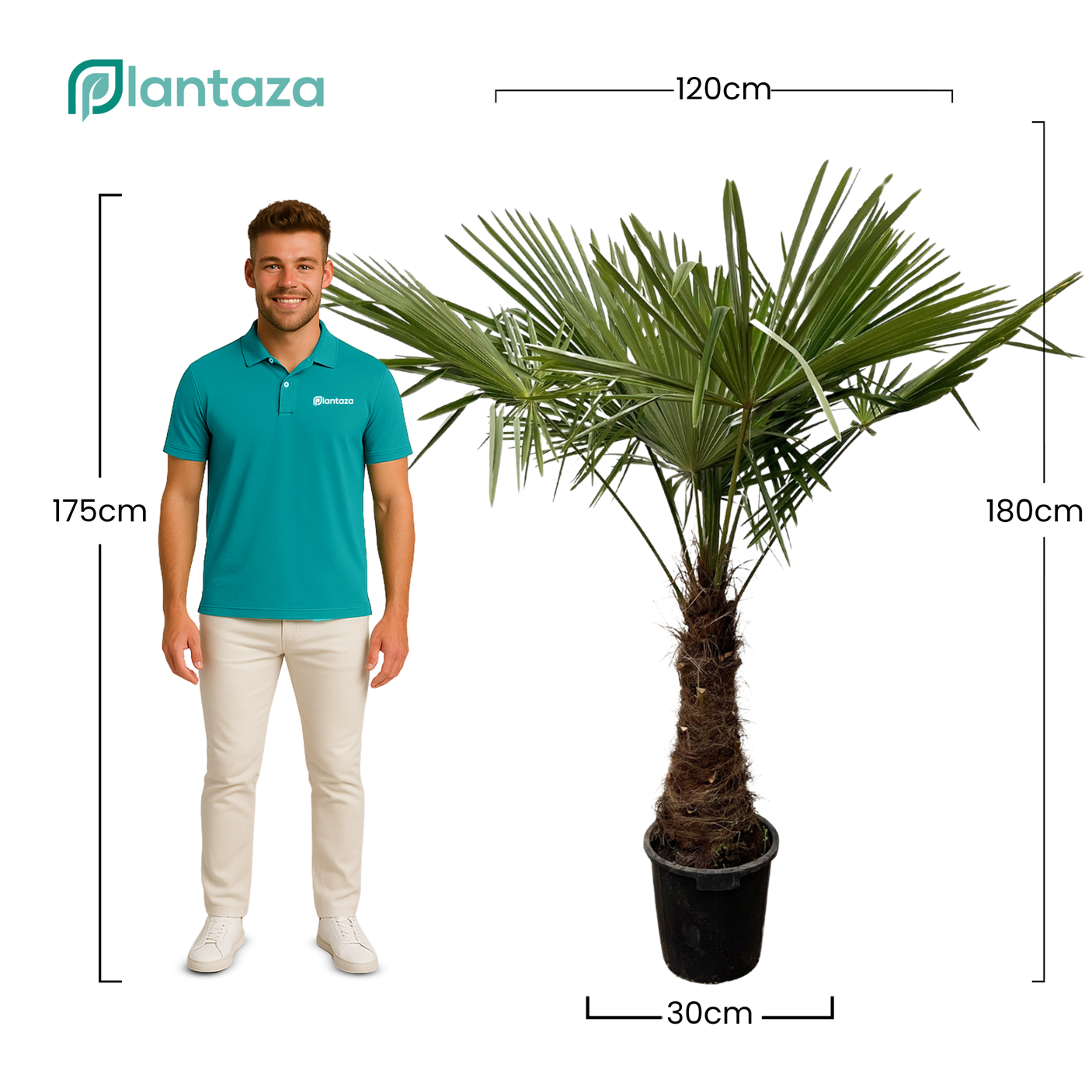 Trachycarpus Fortunei ↕ 180 cm hoog ⟷ 30 cm pot