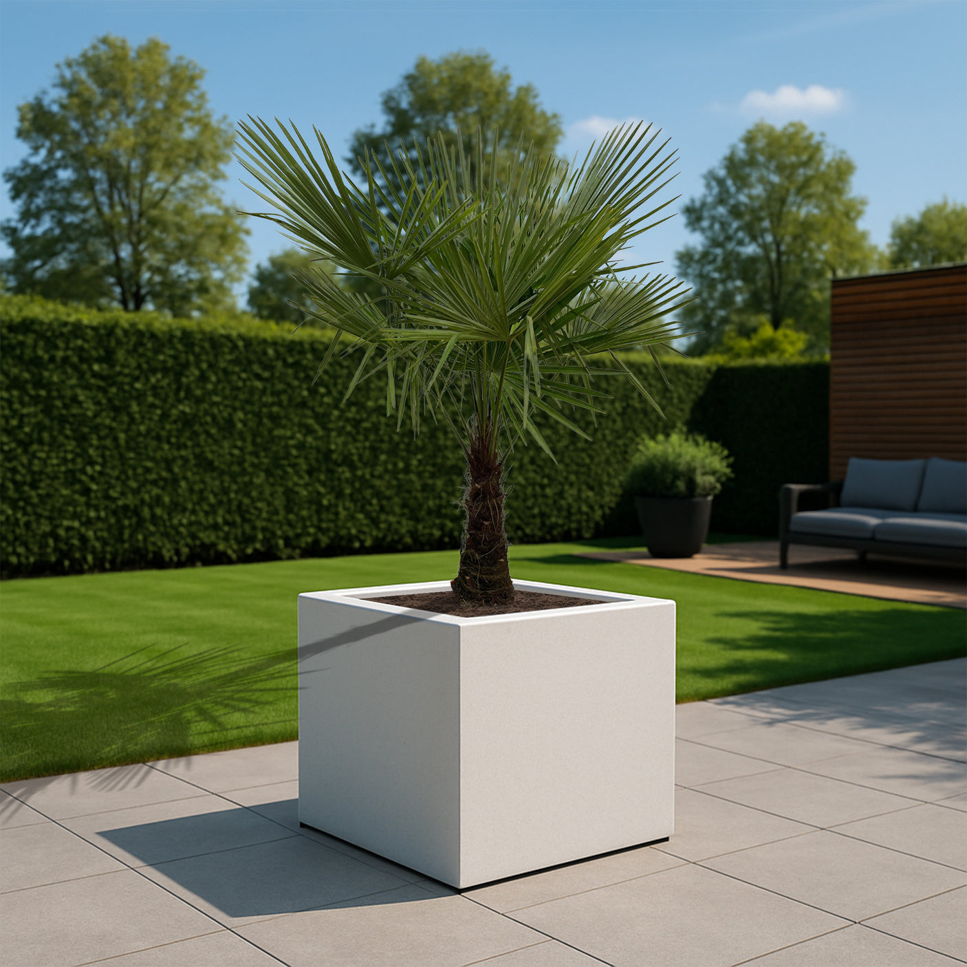 Trachycarpus Fortunei ↕ 235 cm hoog ⟷ 45 cm pot