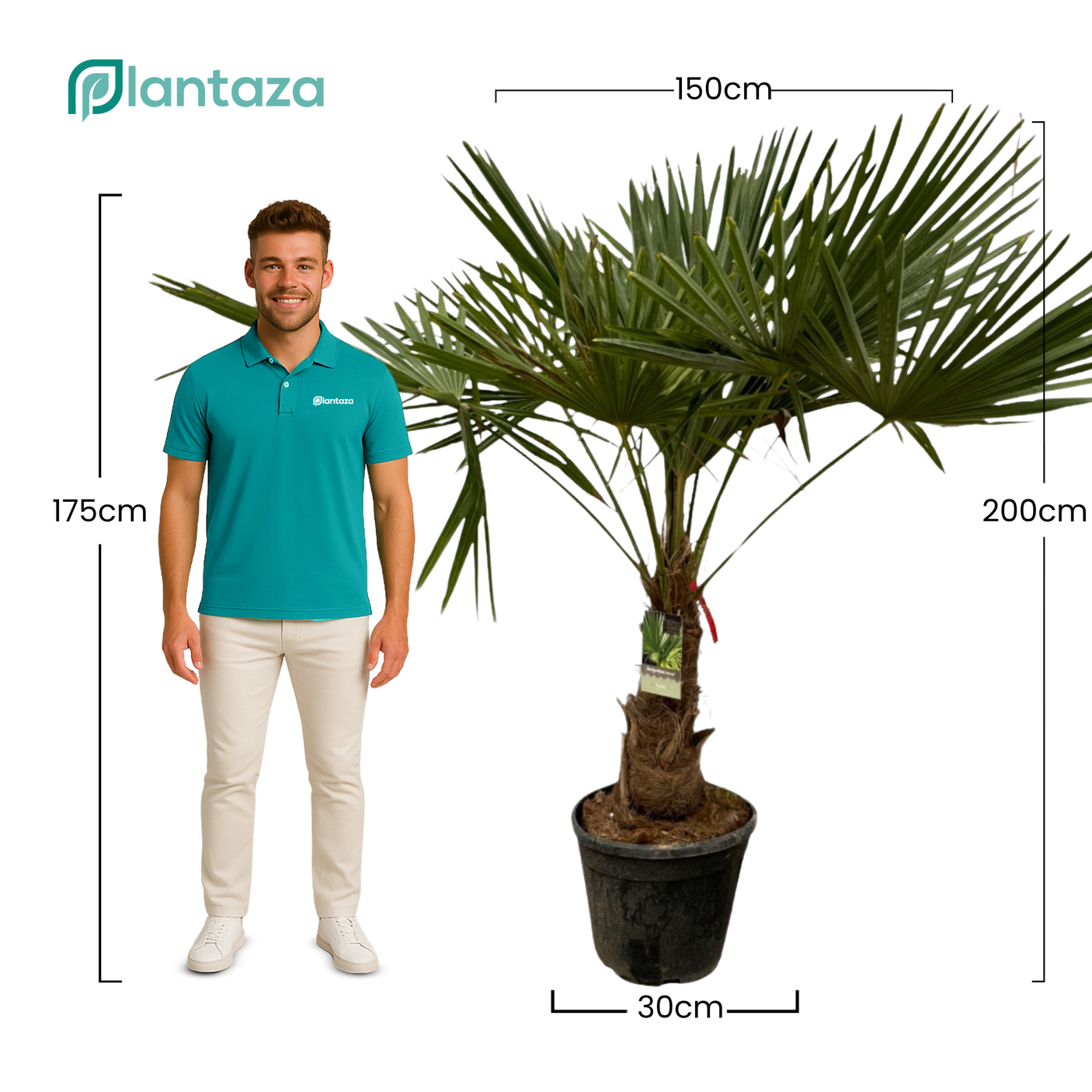 Trachycarpus Fortunei ↕ 200 cm hoog ⟷ 30 cm pot