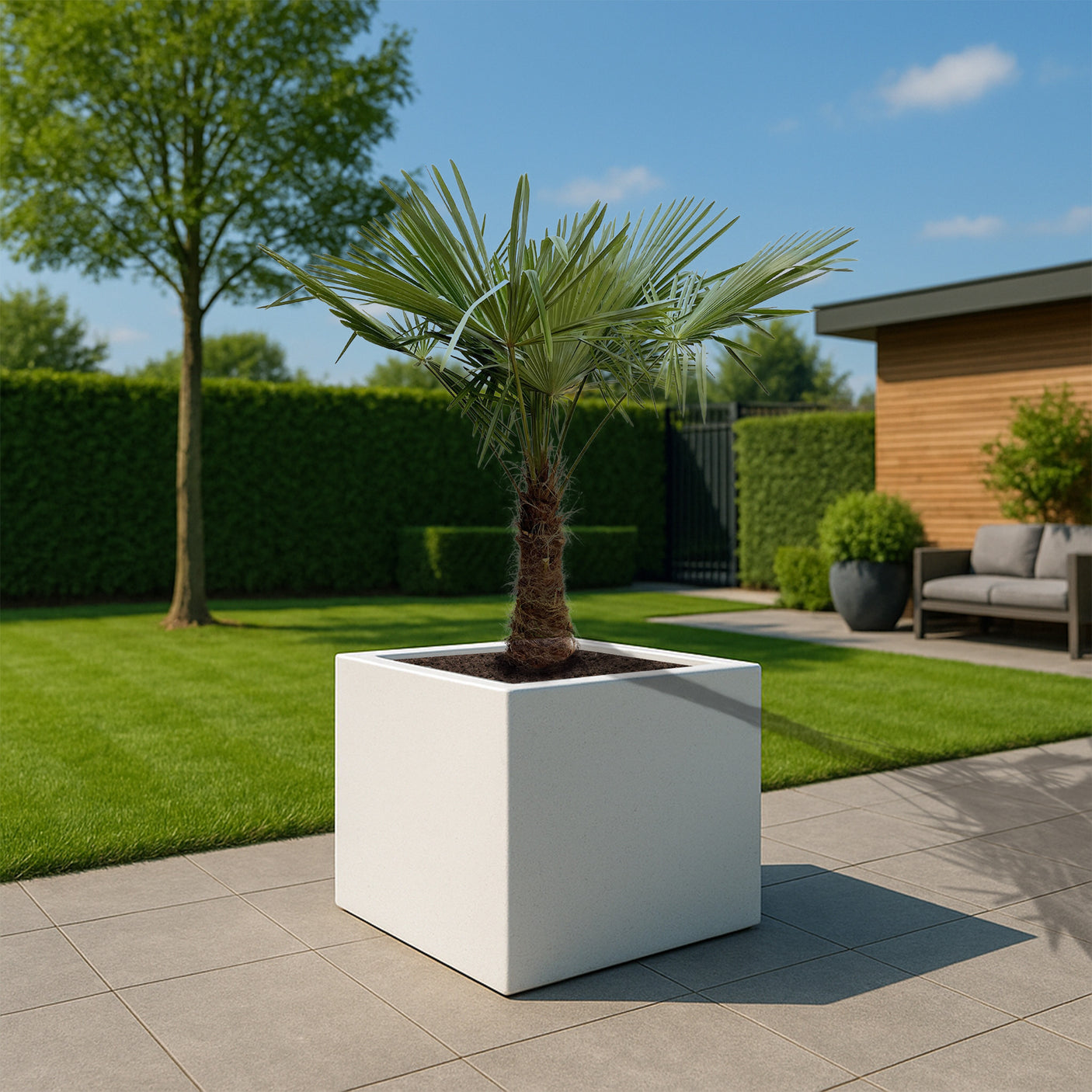 Trachycarpus Fortunei ↕ 180 cm hoog ⟷ 30 cm pot