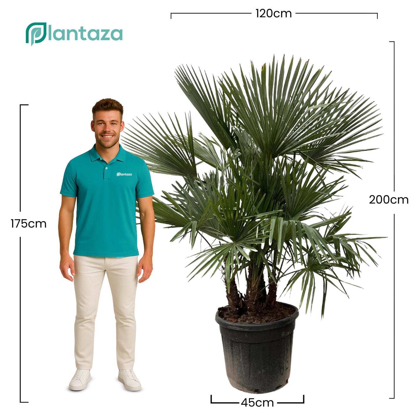 Trachycarpus Fortunei Multistam ↕ 200 cm hoog ⟷ 45 cm pot