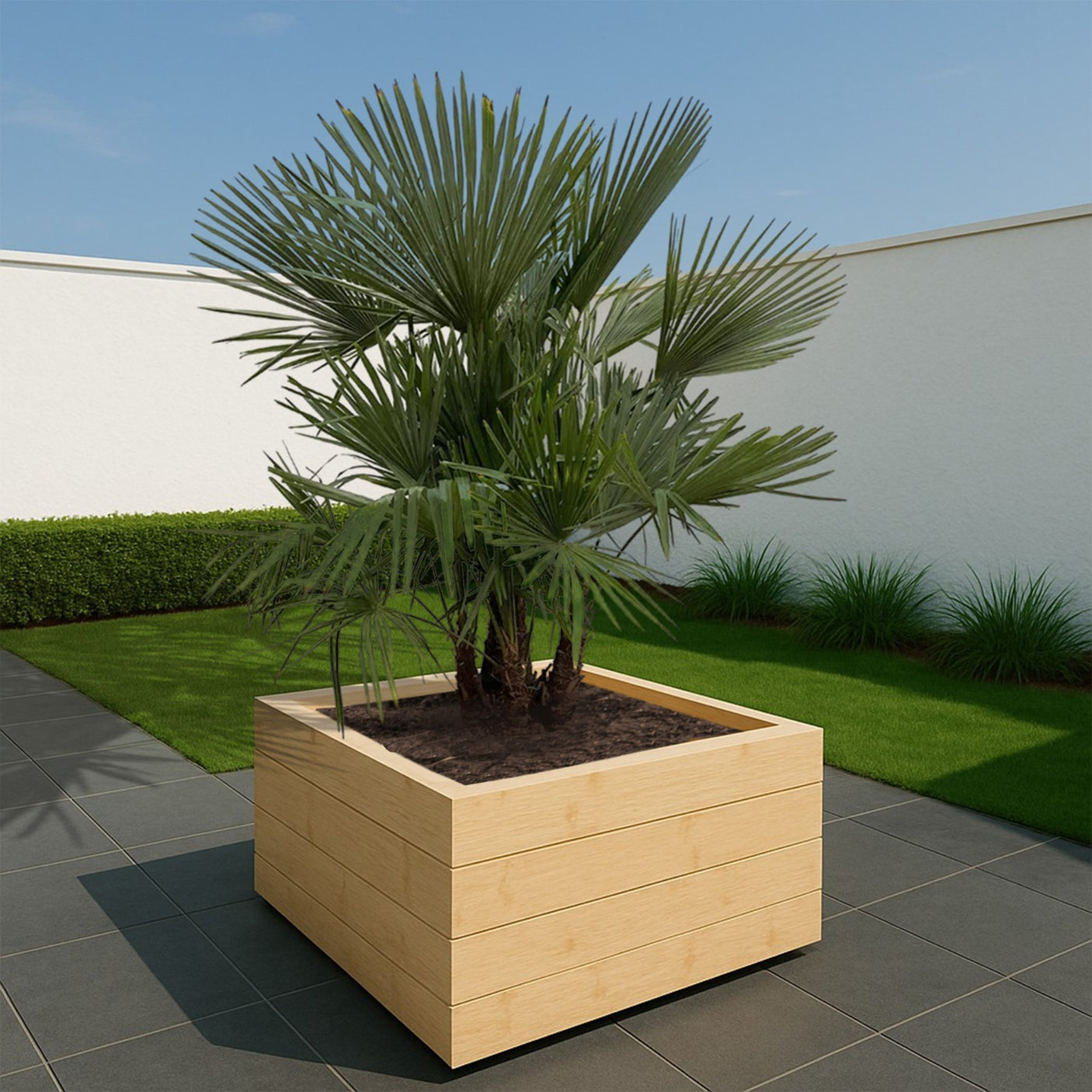 Trachycarpus Fortunei Multistam ↕ 200 cm hoog ⟷ 45 cm pot