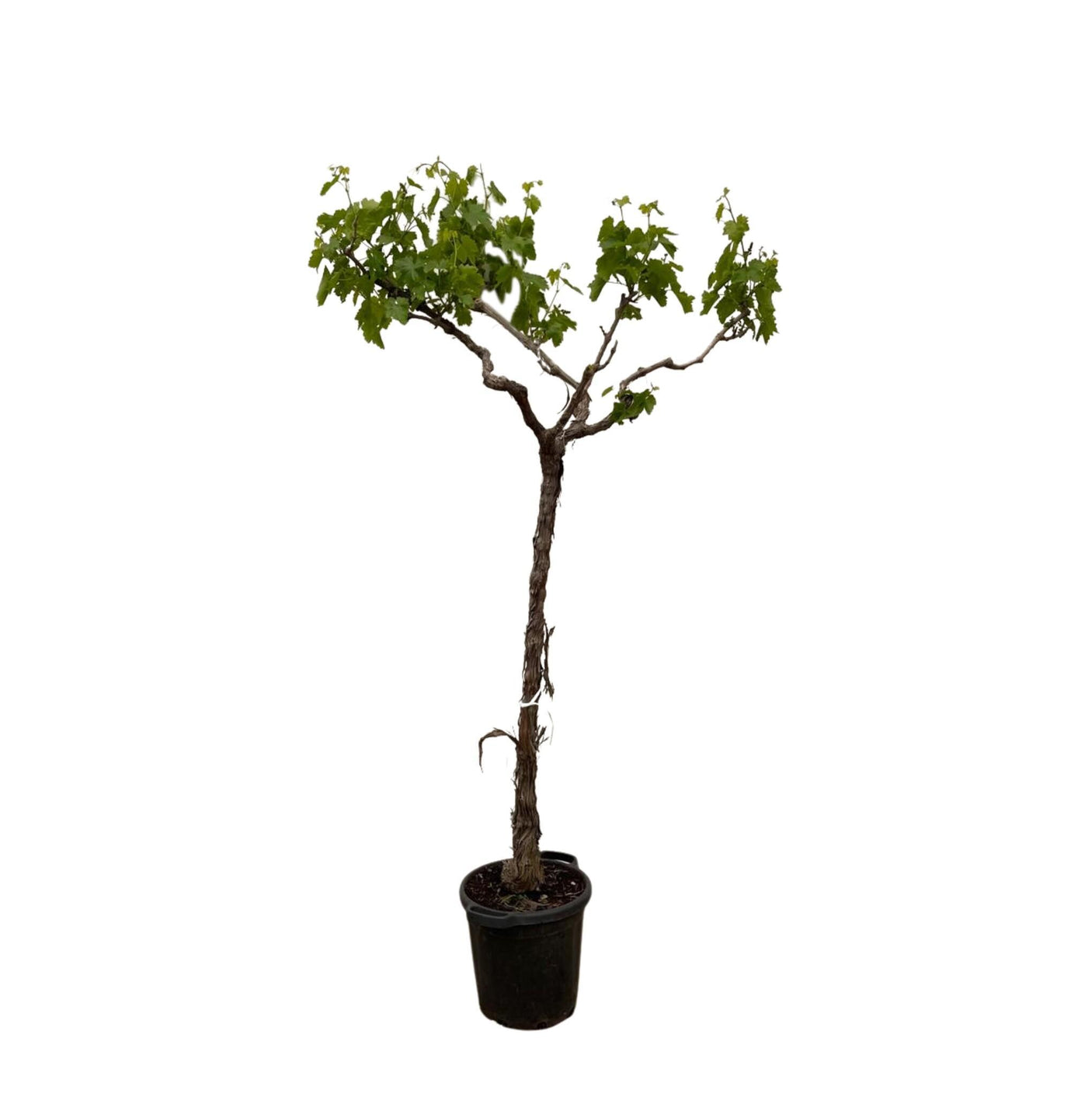Vitis vinifera druivenboom van 190 cm hoog met frisgroene bladeren en sierlijke stam.