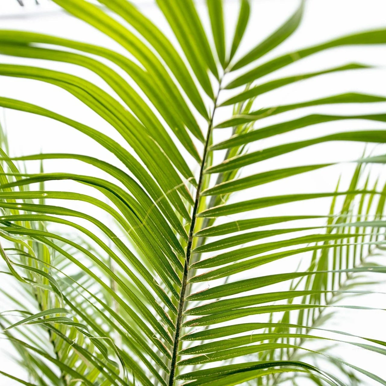 Phoenix Roebelenii ↕ 200 cm hoog  ⟷ 40 cm pot