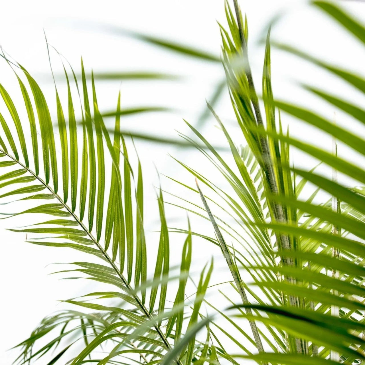 Phoenix Roebelenii ↕ 200 cm hoog  ⟷ 40 cm pot