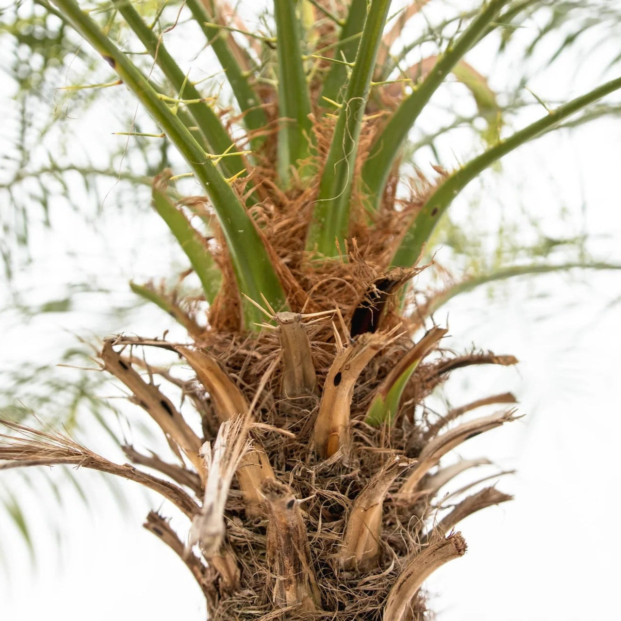 Phoenix Roebelenii ↕ 200 cm hoog  ⟷ 40 cm pot