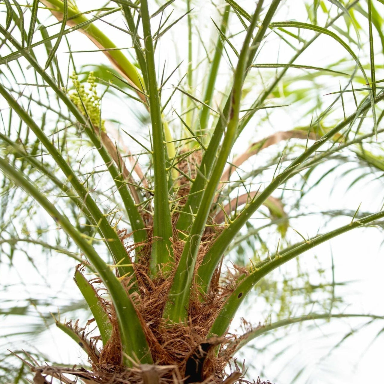 Phoenix Roebelenii ↕ 200 cm hoog  ⟷ 40 cm pot