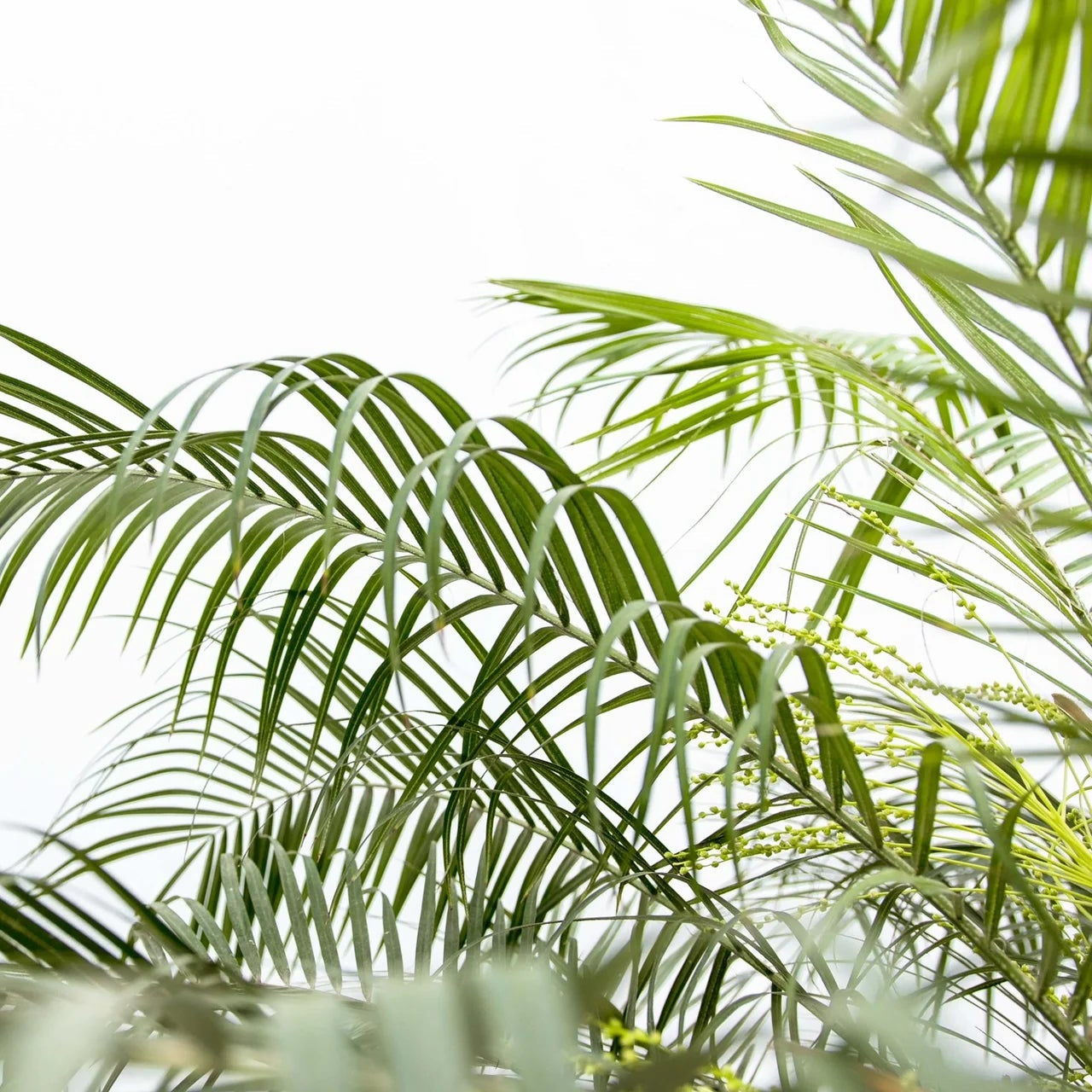 Phoenix Roebelenii ↕ 200 cm hoog  ⟷ 40 cm pot