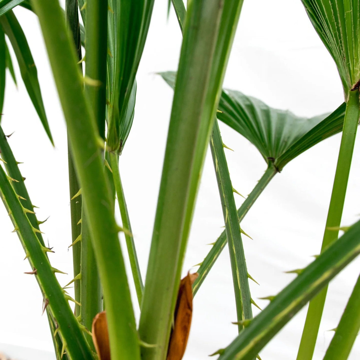 Livistona Chinensis  ↕ 150 cm hoog  ⟷ 27 cm pot