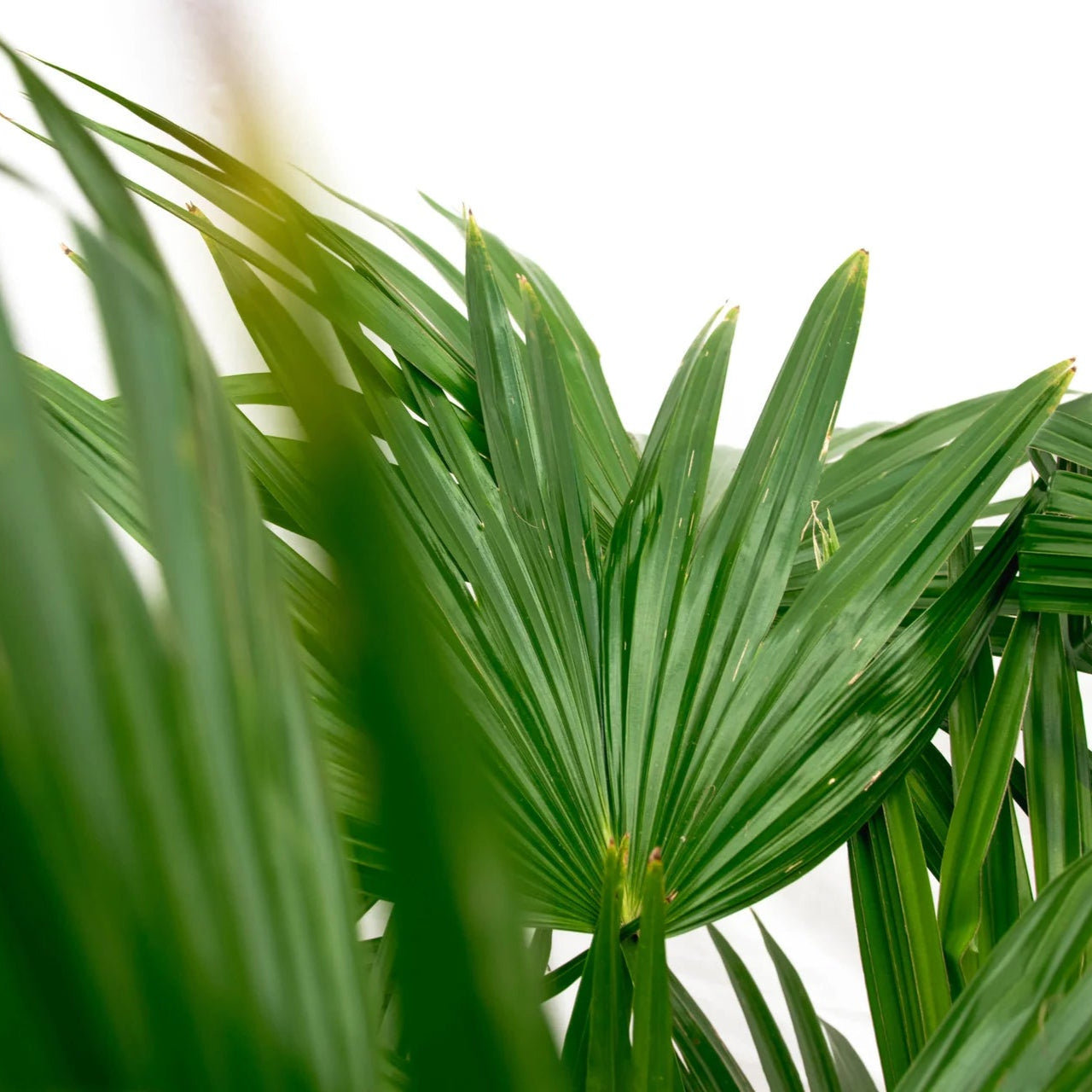 Livistona Chinensis  ↕ 150 cm hoog  ⟷ 27 cm pot