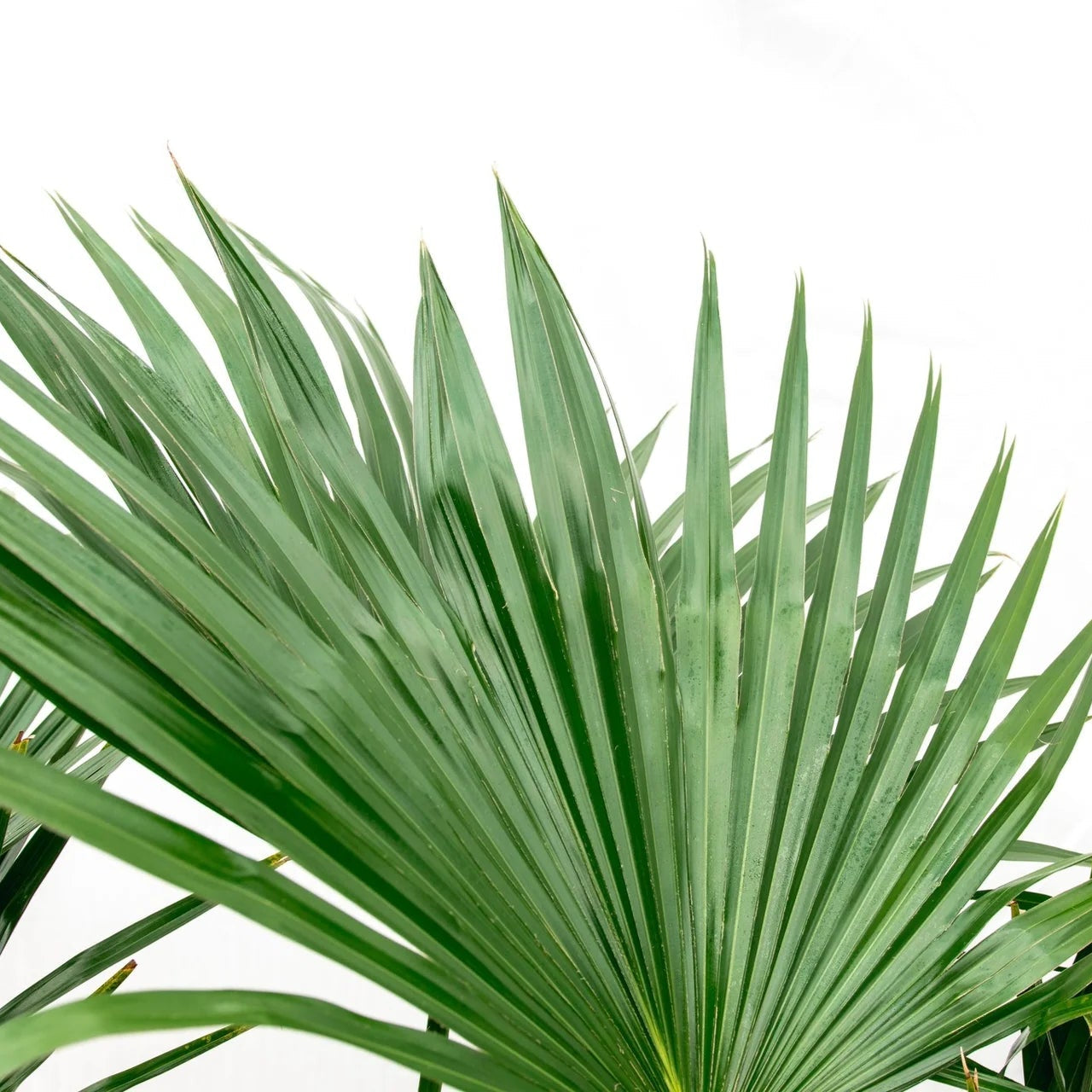 Livistona Chinensis  ↕ 150 cm hoog  ⟷ 27 cm pot