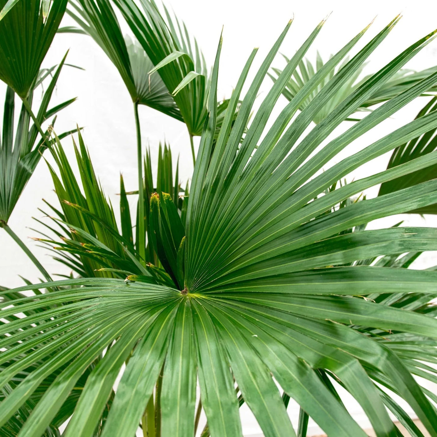 Livistona Chinensis  ↕ 150 cm hoog  ⟷ 27 cm pot