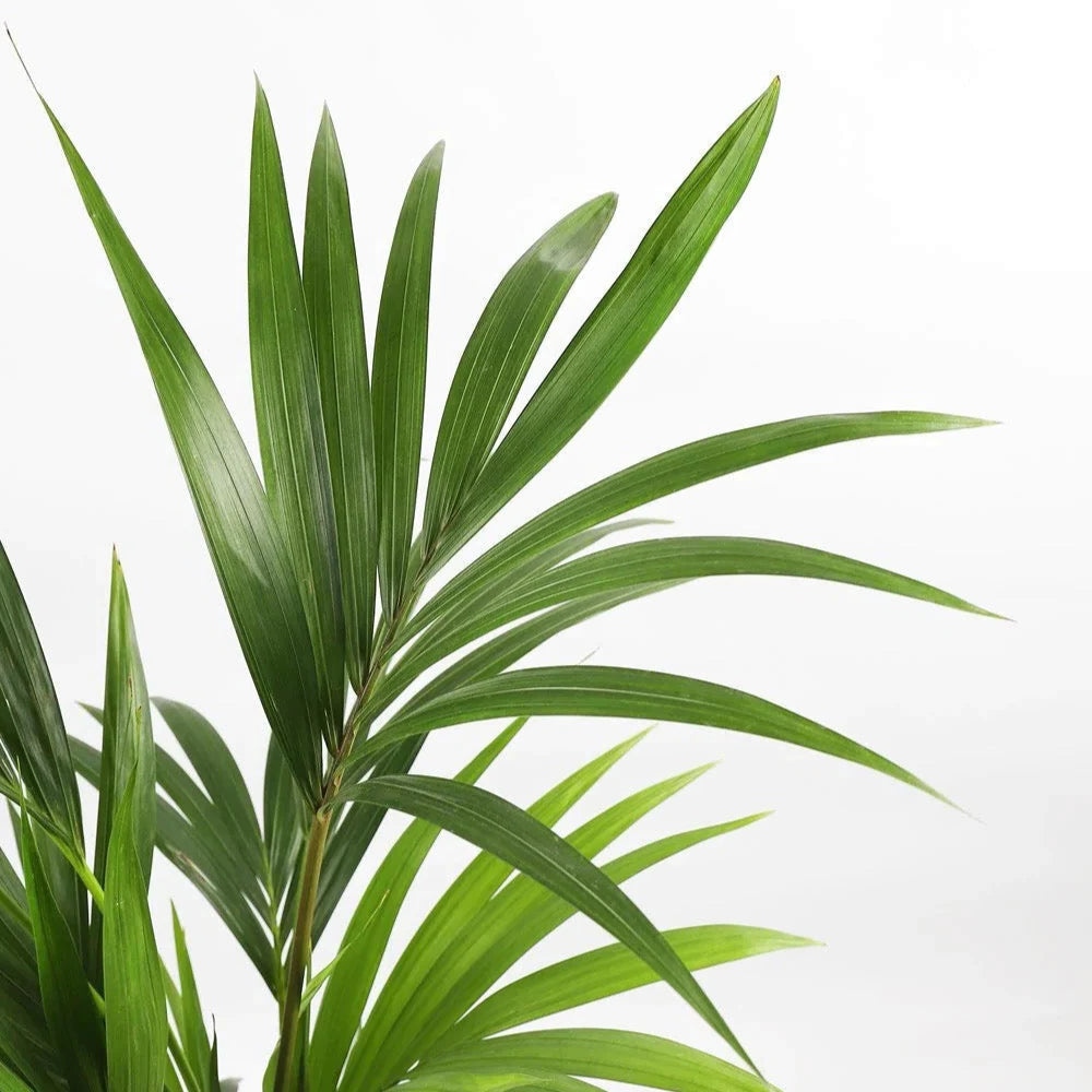 Grote Howea forsteriana in XL pot